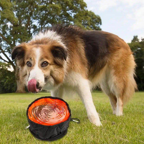 Collapsible Travel Dog Bowls